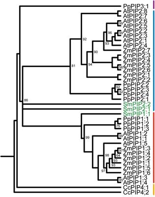 Heterotetramerization of Plant PIP1 and PIP2 Aquaporins Is an Evolutionary Ancient Feature to Guide PIP1 Plasma Membrane Localization and Function